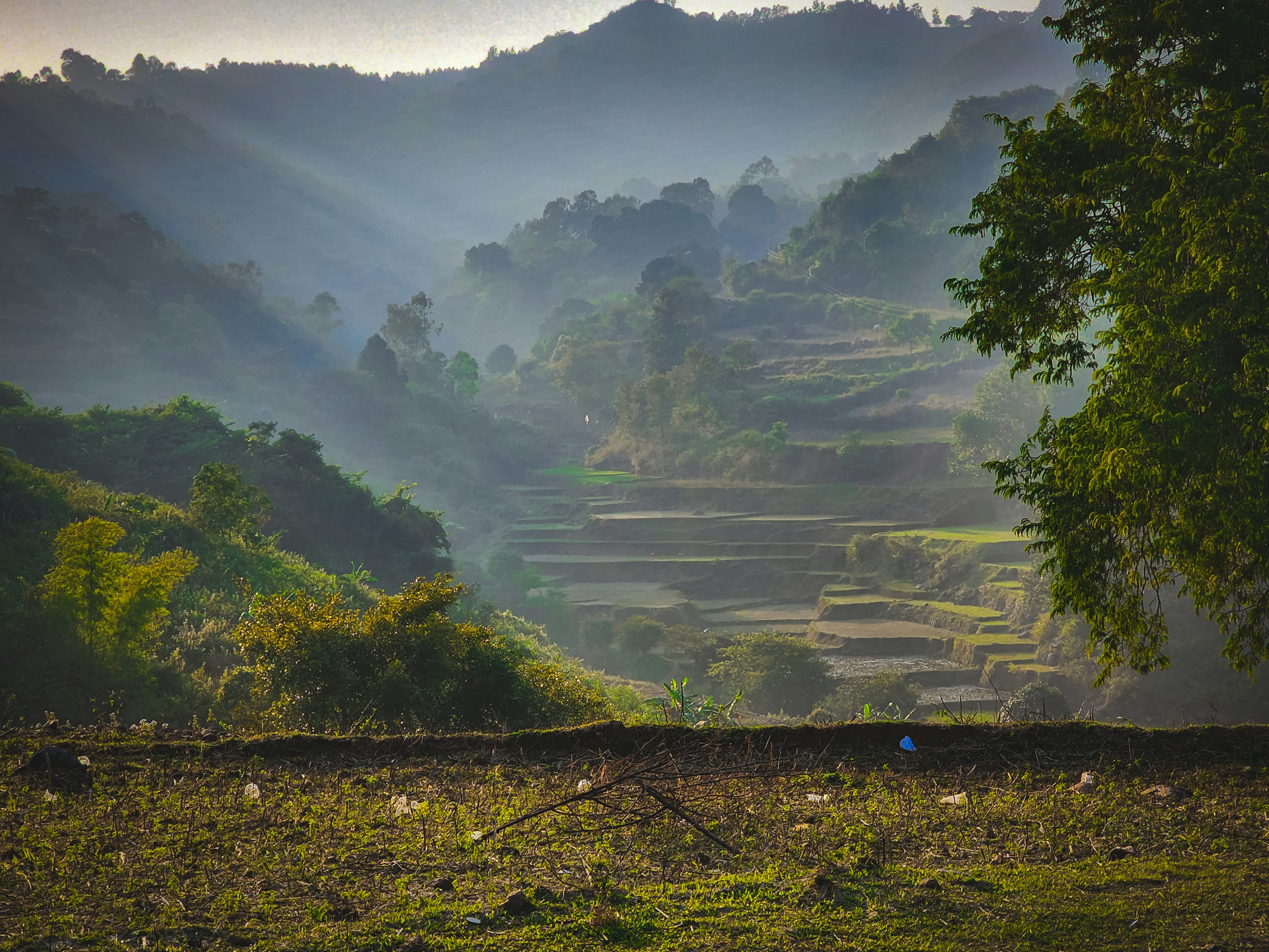 Araku